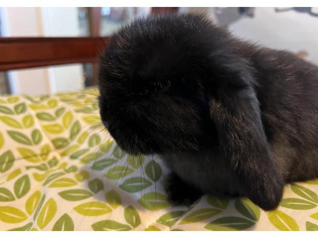 Photo Un fantastique petit lapin (Mini lop) en adoption image 1/2