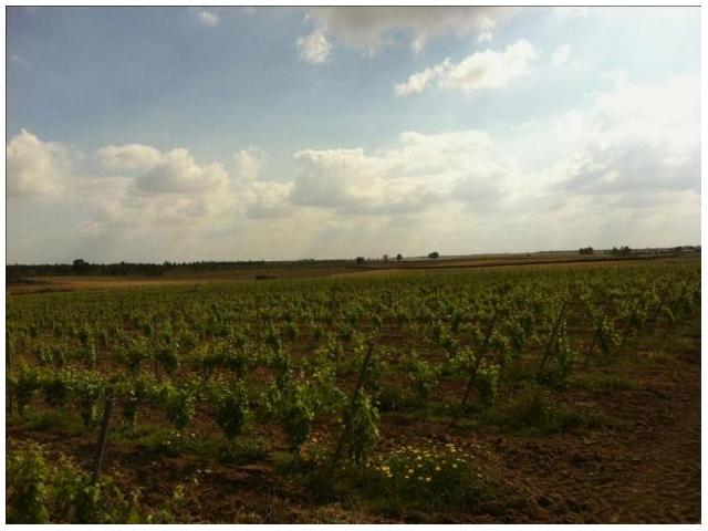 une ferme de 12hectre pas loin de rabat