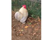 Annonce Urgent coq Pékin