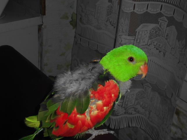 vds   pérruche érythroptère