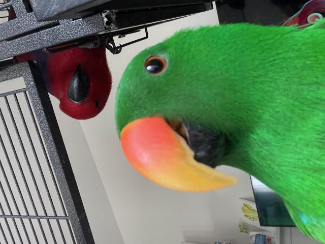 vend 2 perroquets eclectus