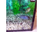 Annonce vend 3 petits cichlides
