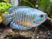 Annonce vend 4 poissons