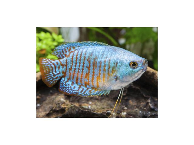 vend 4 poissons