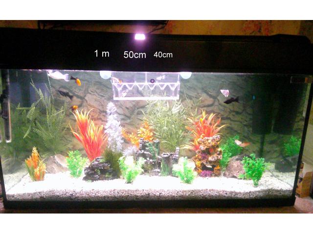 vend aquarium complet