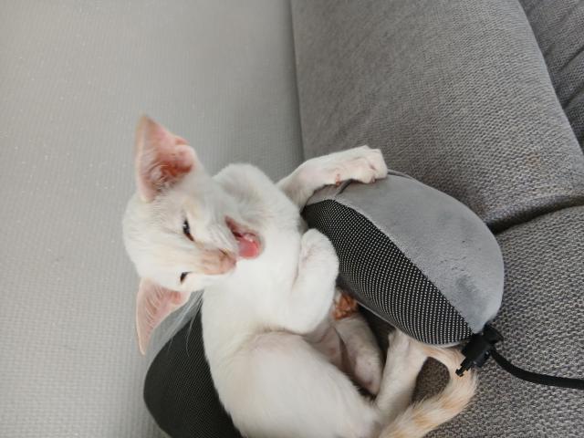 Vend chatons 3mois