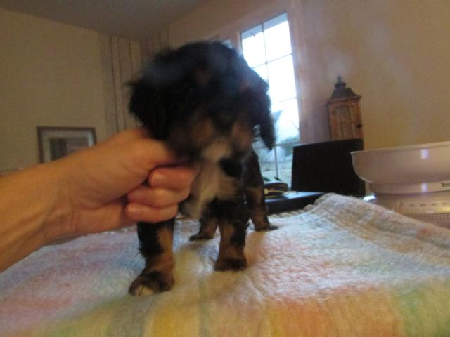 Photo vend chiot cavalier king charles male image 1/1