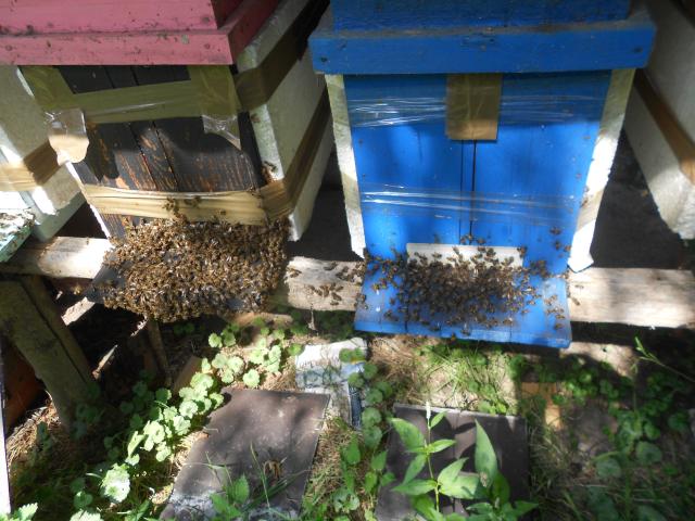 Photo vend des tres belles collonnies d abeilles noires sur 6 cadres image 1/2