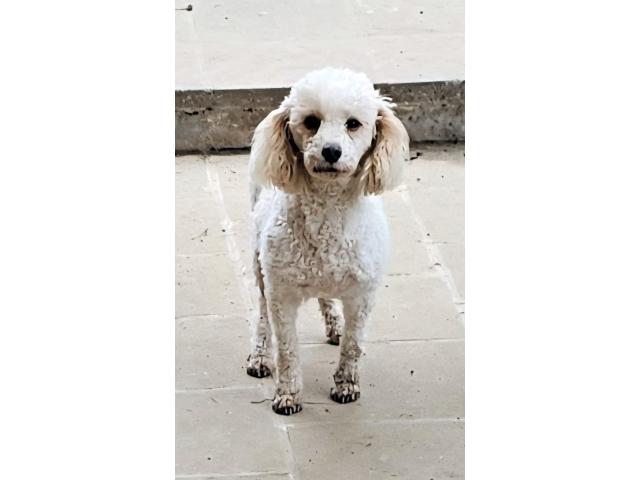 vend femelle caniche nain