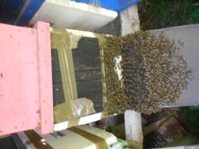 Photo vend mes tres belles ruchettes doubles parois dadant 6 cadres peuplees d abeilles noires tres popule image 1/3