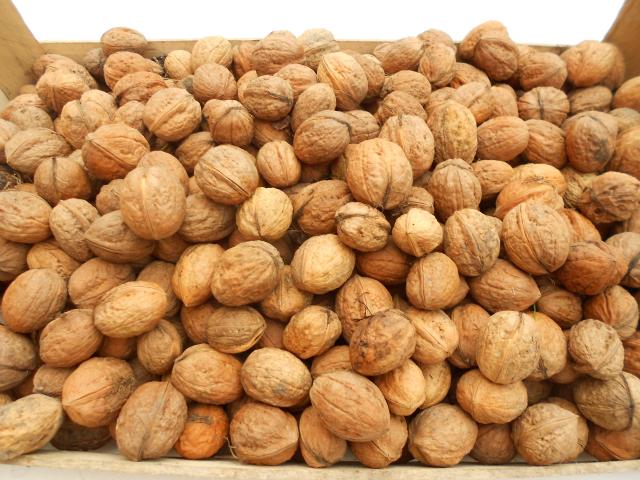 vend noix fraiches de mon verger bio 2,50 euros du kg