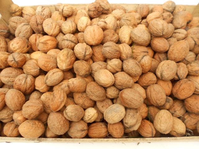 vend noix fraiches de mon verger bio 3 euros du kg