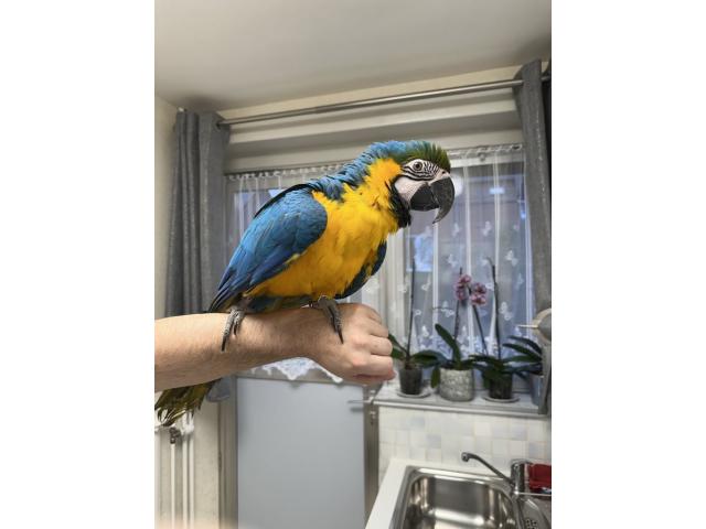 Vend perroquet ara ararauna