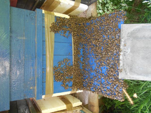 vend ruches et ruchettes dadant peuplees d abeilles noires tres populeuses