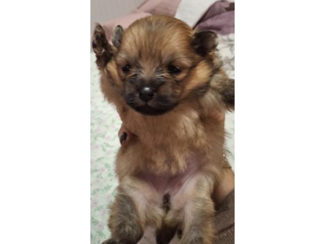 Vendre magnifique chiots Spitz nains maman agree  HK 01600994