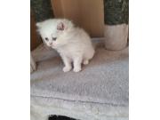 Annonce Vendre mignon chaton maman agree NK 02600099