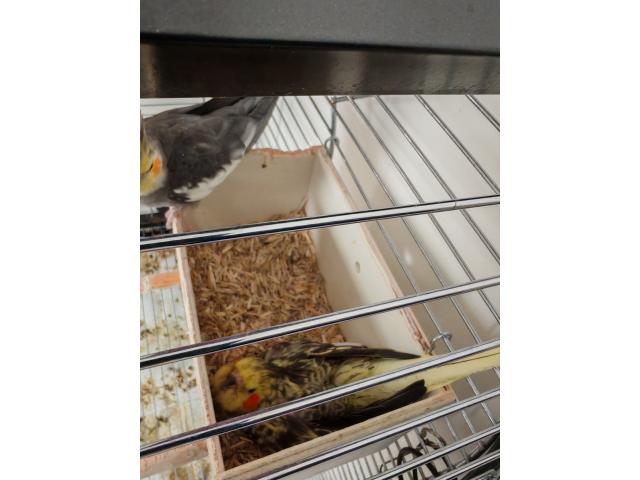 Vends 3 calopsites avec cage.