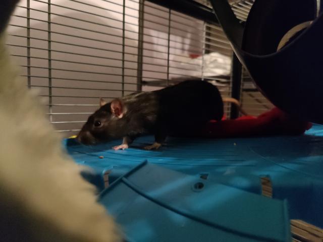 Vends 3 jeunes Rats noirs de 3 mois avec cage et accessoires.