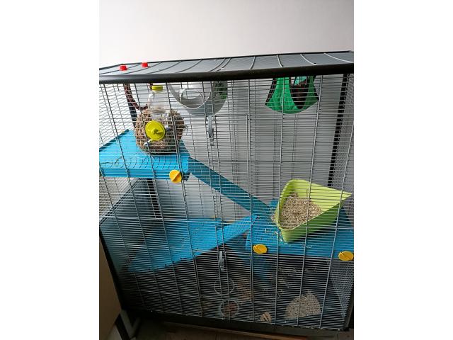 Vends 3 rattes avec cages + accessoires+ cage de transport