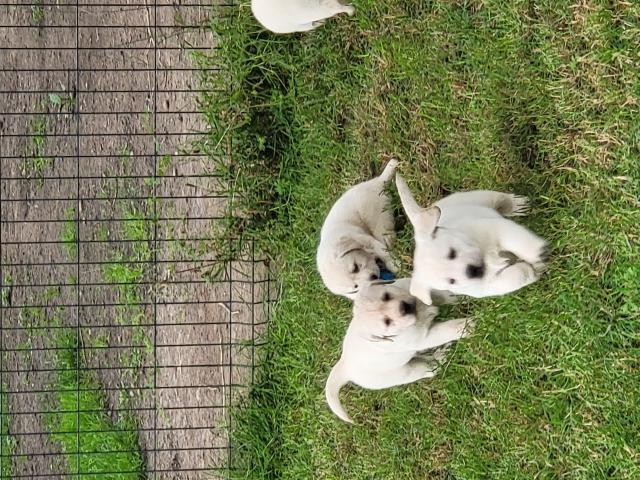 Vends chiots Labrador