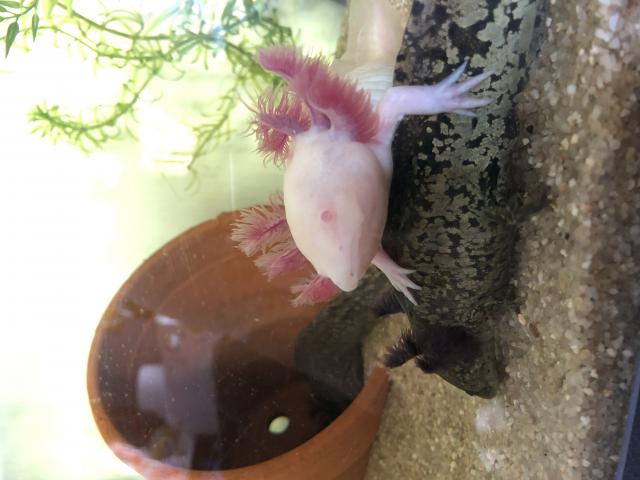 vends jeunes Axolotl
