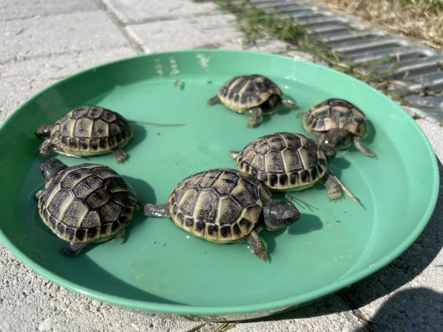 Vends tortues d'Hermann 2021 Perpignan avec papiers