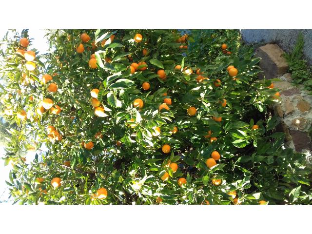 Vente d'oranges amères