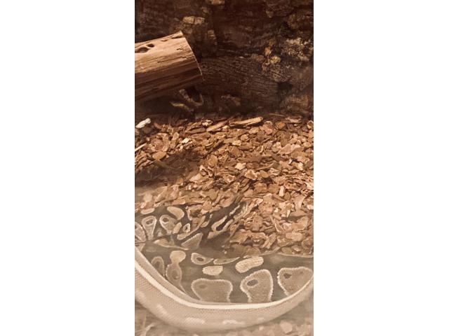 Photo Vente de deux pythons royal  femelle image 1/2