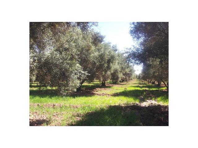 Photo Vente ferme titrée d’oliviers (800 arbres) région de marrakech image 1/2