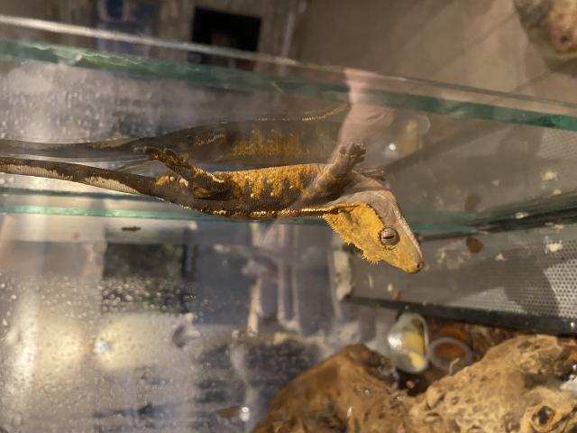 vente gecko a crete juvenille de 5 a 6 mois (male)