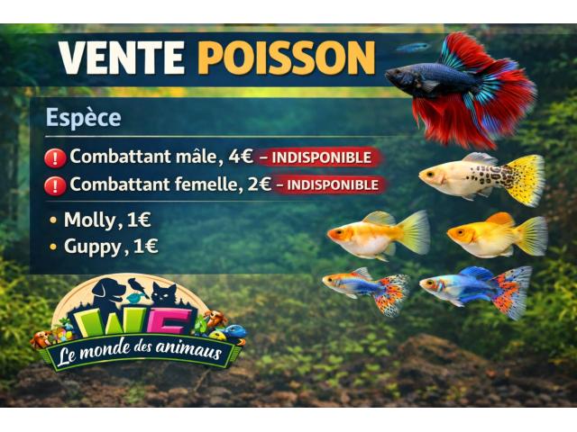 Photo Vente poisson pas chers image 1/4