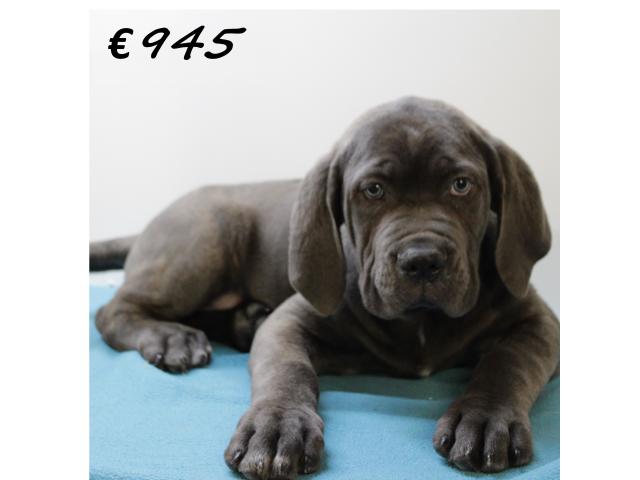 X Chiots American Bully XXL à vendre