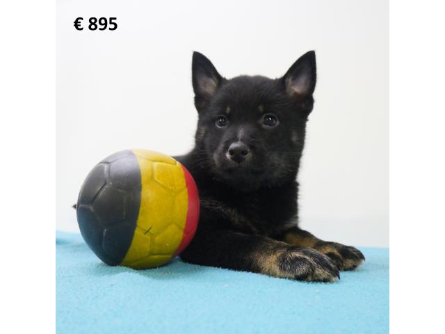 X Schipperke/Shiba Inu - Chiots belges à vendre