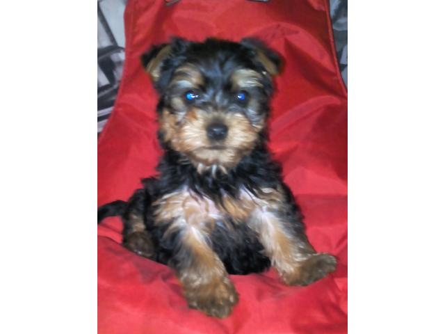 Photo Yorkshire terrier image 1/1