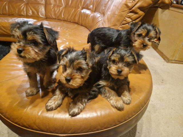 Photo Yorkshires Terrier image 1/4