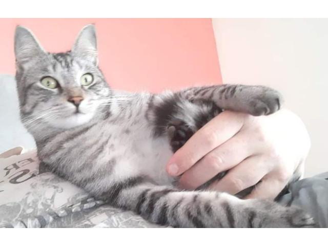 Zizou magnifique mâle tigré