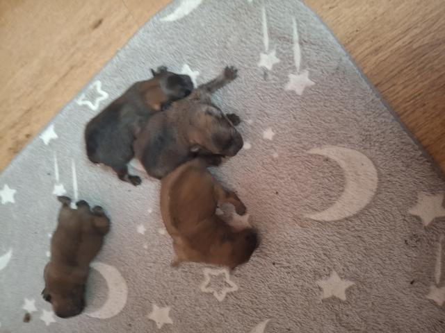 Photo ..VENDRE Magnifique chiots spits naine maman Agrée HK  01600994. image 2/4