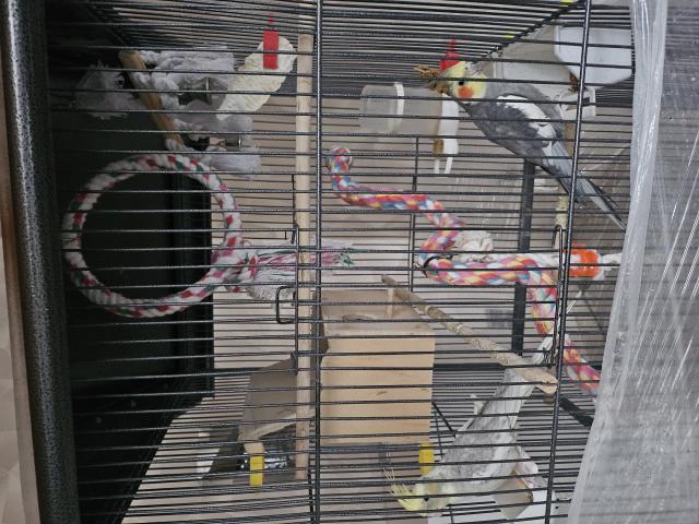 Photo 2 calopsites mâle + cage image 2/5
