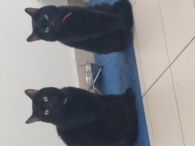Photo 2 chats noirs à donner image 2/3