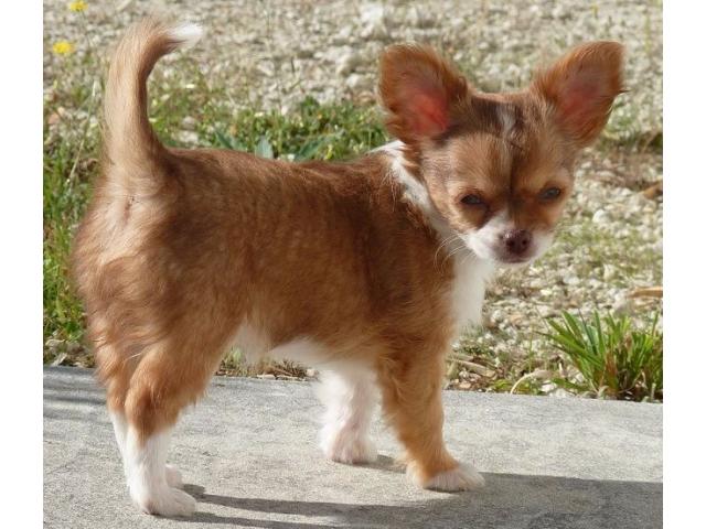 Photo 2 chiots chihuahua image 2/2