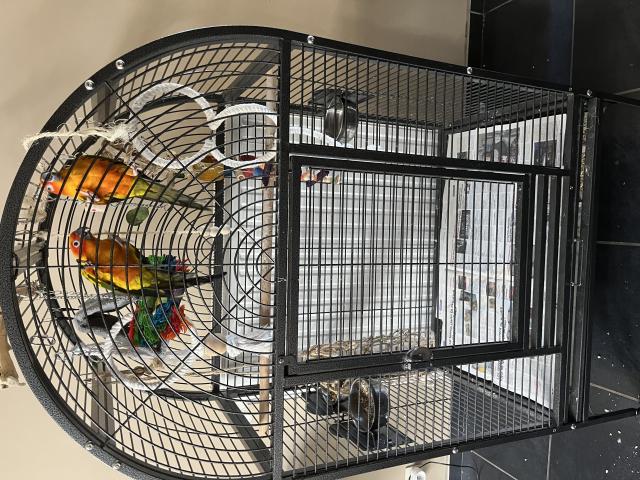 Photo 2 conures du soleil ( mâle et femelle) + cage + accessoires image 2/3