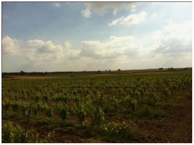 Photo 2 hectare a vendre a rabat pas loin de marjan de hay raid image 2/2