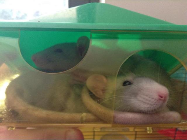 Photo 2 jeunes rats mâles de 10 semaines à donner image 2/3