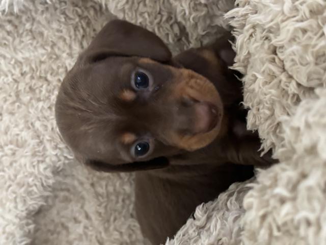 Photo 2 jolis petits teckels nain ( petits) image 2/5