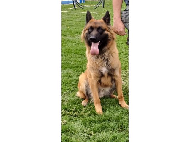 Photo 2 malinois disponible pour saillie image 2/2