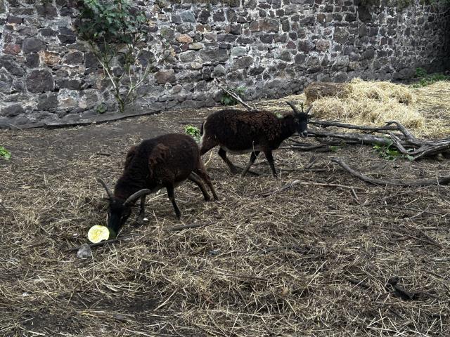 Photo 2 Moutons de Soay - Femelles image 2/3