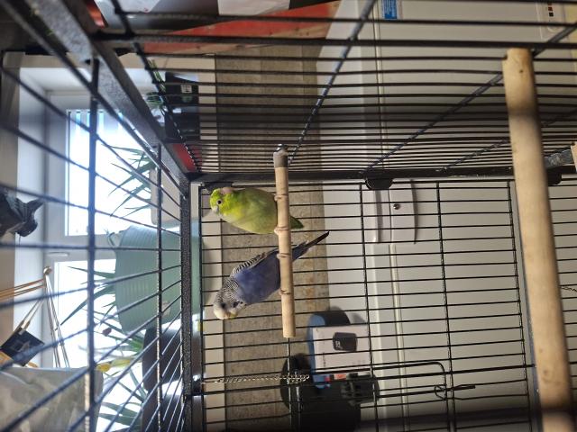 Photo 2 perruche a donner image 2/3