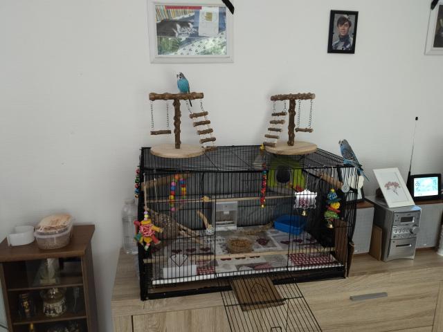 Photo 2 perruches a vendre + cage + accessoires image 2/3