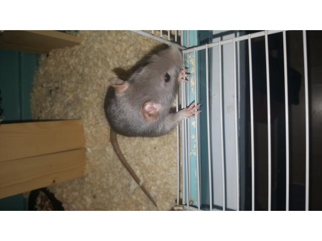 Photo 2 rats femelle plus cage complète image 2/3