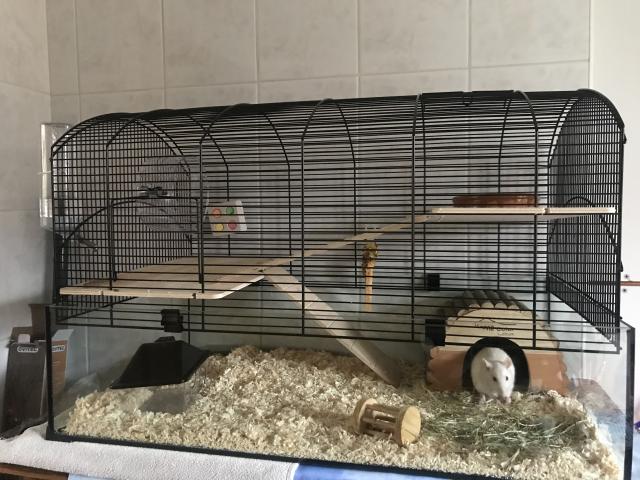 Photo 2 rats mâles à donner +cage image 2/2